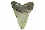 Serrated, Fossil Megalodon Tooth - North Carolina #361688-2